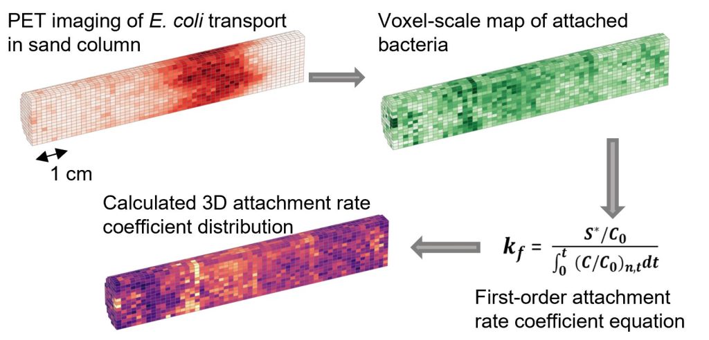 A chart showing dynamic bacteria transport through sand